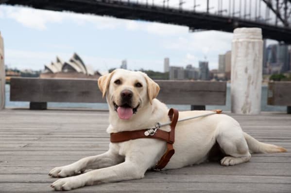 Pet taxi Sydney